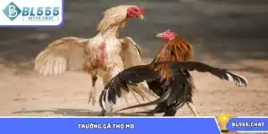 Trường gà tho mo